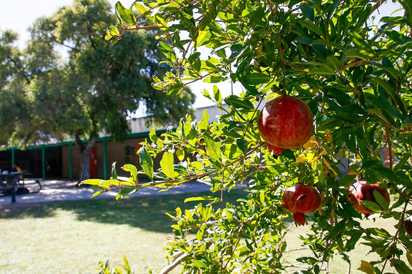 Pomegranates growing on a tree in the school courtyard